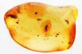 Fossil Beetle and Aphid in Baltic Amber #381293-1